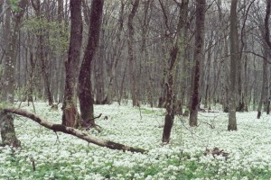 Русский лес цветет толстостенка
