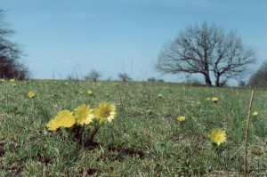 Бучинская поляна